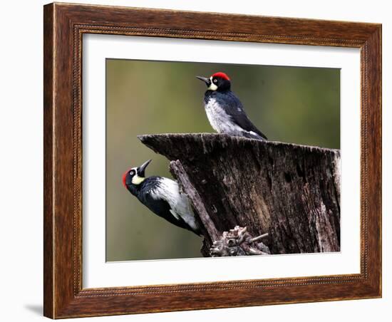 A Pair of Acorn Woodpeckers Find Their Food on a Tree at Rancho San Antonio Park-null-Framed Photographic Print