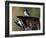 A Pair of Acorn Woodpeckers Find Their Food on a Tree at Rancho San Antonio Park-null-Framed Photographic Print