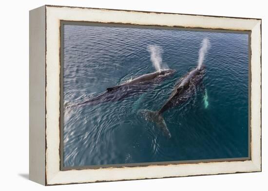 A Pair of Adult Humpback Whales (Megaptera Novaeangliae)-Michael Nolan-Framed Premier Image Canvas