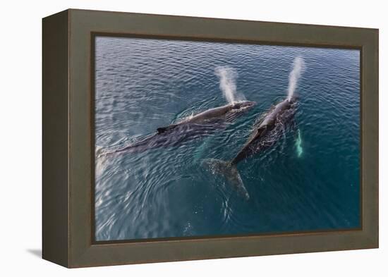 A Pair of Adult Humpback Whales (Megaptera Novaeangliae)-Michael Nolan-Framed Premier Image Canvas