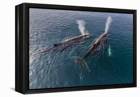 A Pair of Adult Humpback Whales (Megaptera Novaeangliae)-Michael Nolan-Framed Premier Image Canvas