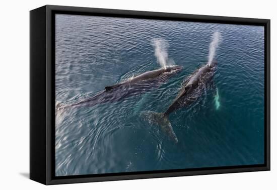 A Pair of Adult Humpback Whales (Megaptera Novaeangliae)-Michael Nolan-Framed Premier Image Canvas