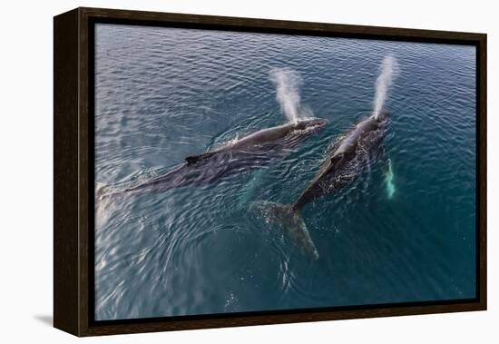 A Pair of Adult Humpback Whales (Megaptera Novaeangliae)-Michael Nolan-Framed Premier Image Canvas