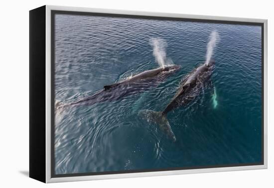 A Pair of Adult Humpback Whales (Megaptera Novaeangliae)-Michael Nolan-Framed Premier Image Canvas