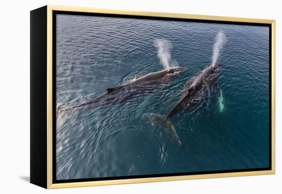 A Pair of Adult Humpback Whales (Megaptera Novaeangliae)-Michael Nolan-Framed Premier Image Canvas