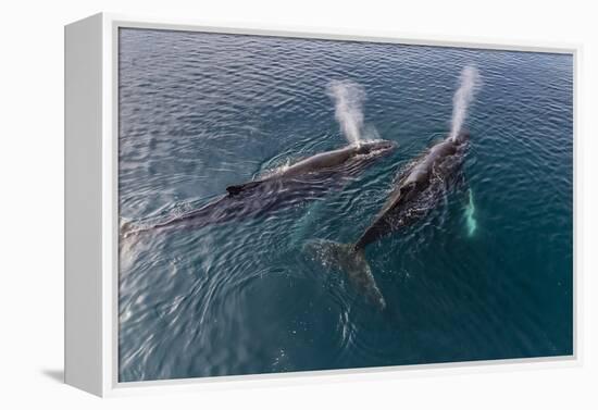 A Pair of Adult Humpback Whales (Megaptera Novaeangliae)-Michael Nolan-Framed Premier Image Canvas