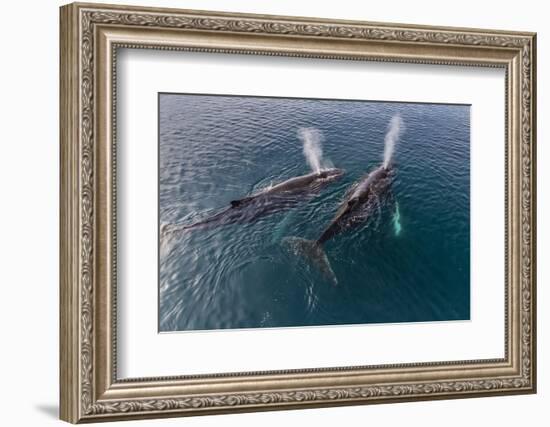 A Pair of Adult Humpback Whales (Megaptera Novaeangliae)-Michael Nolan-Framed Photographic Print