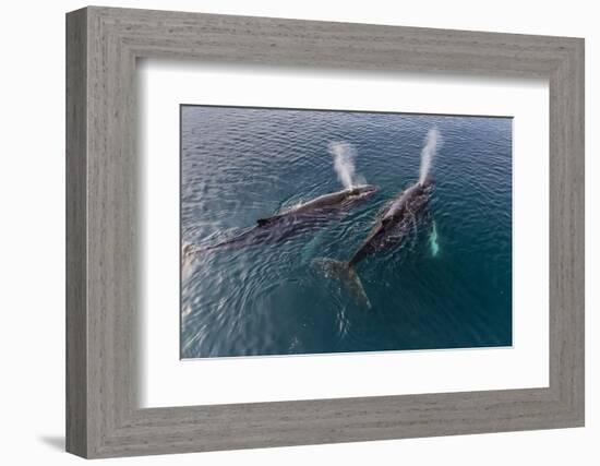 A Pair of Adult Humpback Whales (Megaptera Novaeangliae)-Michael Nolan-Framed Photographic Print