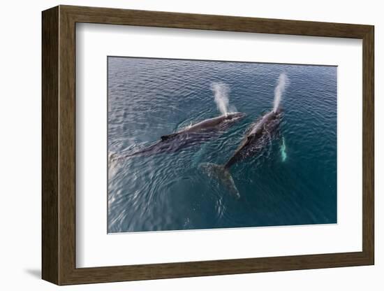 A Pair of Adult Humpback Whales (Megaptera Novaeangliae)-Michael Nolan-Framed Photographic Print