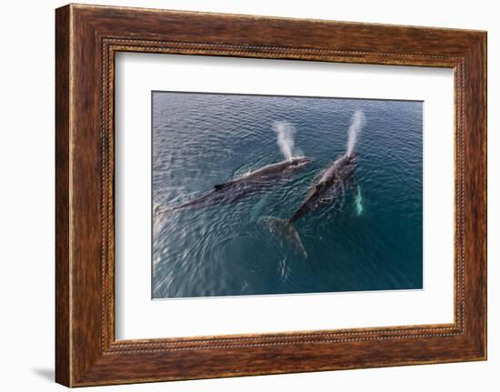 A Pair of Adult Humpback Whales (Megaptera Novaeangliae)-Michael Nolan-Framed Photographic Print