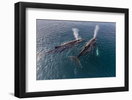 A Pair of Adult Humpback Whales (Megaptera Novaeangliae)-Michael Nolan-Framed Photographic Print