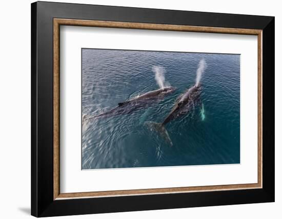 A Pair of Adult Humpback Whales (Megaptera Novaeangliae)-Michael Nolan-Framed Photographic Print