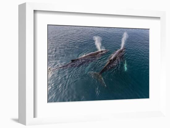 A Pair of Adult Humpback Whales (Megaptera Novaeangliae)-Michael Nolan-Framed Photographic Print