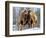 A Pair of Bactrian Camels-null-Framed Photographic Print