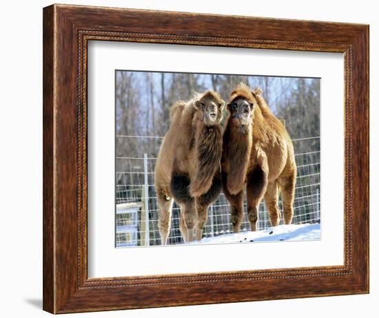 A Pair of Bactrian Camels-null-Framed Photographic Print