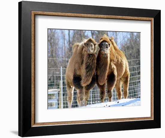 A Pair of Bactrian Camels-null-Framed Photographic Print