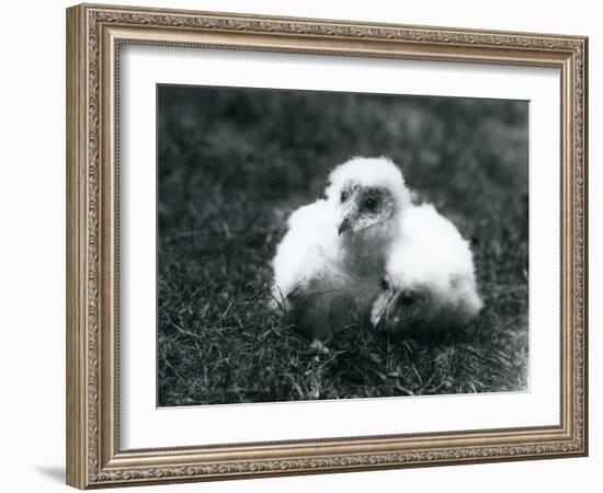 A Pair of Barn Owl Chicks at London Zoo, August 1913-Frederick William Bond-Framed Photographic Print