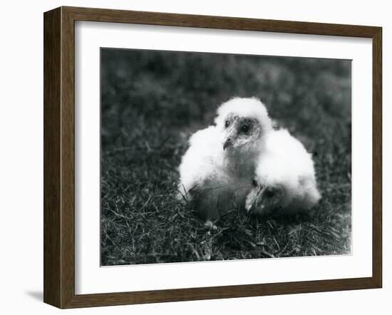 A Pair of Barn Owl Chicks at London Zoo, August 1913-Frederick William Bond-Framed Photographic Print