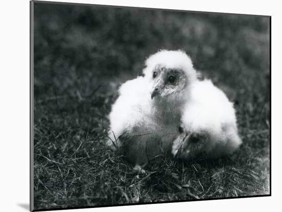 A Pair of Barn Owl Chicks at London Zoo, August 1913-Frederick William Bond-Mounted Photographic Print