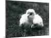 A Pair of Barn Owl Chicks at London Zoo, August 1913-Frederick William Bond-Mounted Photographic Print