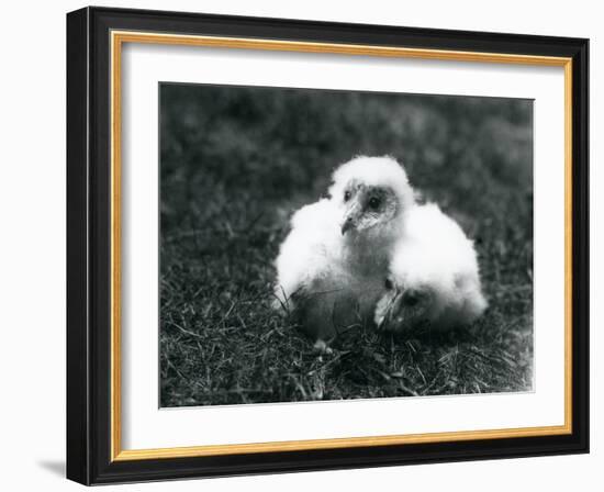 A Pair of Barn Owl Chicks at London Zoo, August 1913-Frederick William Bond-Framed Photographic Print