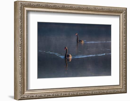 A Pair of Black Swan, Cygnus Atratus, on a Misty Lake in Brazil's Ibirapuera Park-Alex Saberi-Framed Photographic Print