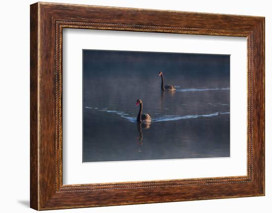 A Pair of Black Swan, Cygnus Atratus, on a Misty Lake in Brazil's Ibirapuera Park-Alex Saberi-Framed Photographic Print