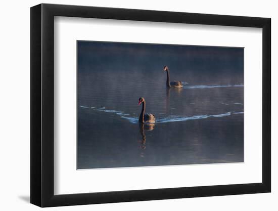 A Pair of Black Swan, Cygnus Atratus, on a Misty Lake in Brazil's Ibirapuera Park-Alex Saberi-Framed Photographic Print