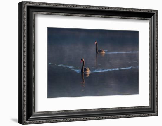 A Pair of Black Swan, Cygnus Atratus, on a Misty Lake in Brazil's Ibirapuera Park-Alex Saberi-Framed Photographic Print