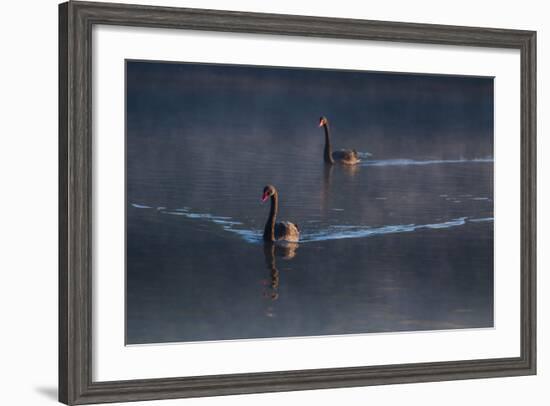 A Pair of Black Swan, Cygnus Atratus, on a Misty Lake in Brazil's Ibirapuera Park-Alex Saberi-Framed Photographic Print