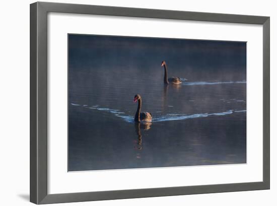 A Pair of Black Swan, Cygnus Atratus, on a Misty Lake in Brazil's Ibirapuera Park-Alex Saberi-Framed Photographic Print