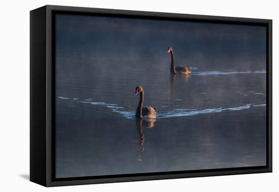 A Pair of Black Swan, Cygnus Atratus, on a Misty Lake in Brazil's Ibirapuera Park-Alex Saberi-Framed Premier Image Canvas