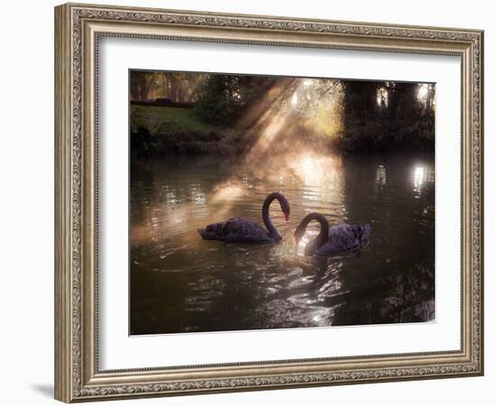 A Pair of Black Swan, Cygnus Atratus, on a Misty Lake in Brazil's Ibirapuera Park-Alex Saberi-Framed Photographic Print