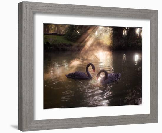 A Pair of Black Swan, Cygnus Atratus, on a Misty Lake in Brazil's Ibirapuera Park-Alex Saberi-Framed Photographic Print