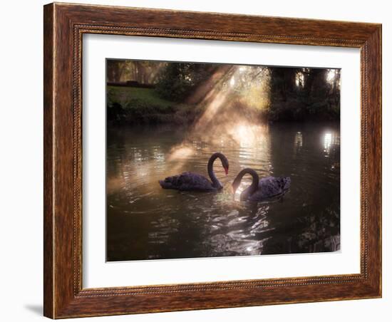 A Pair of Black Swan, Cygnus Atratus, on a Misty Lake in Brazil's Ibirapuera Park-Alex Saberi-Framed Photographic Print