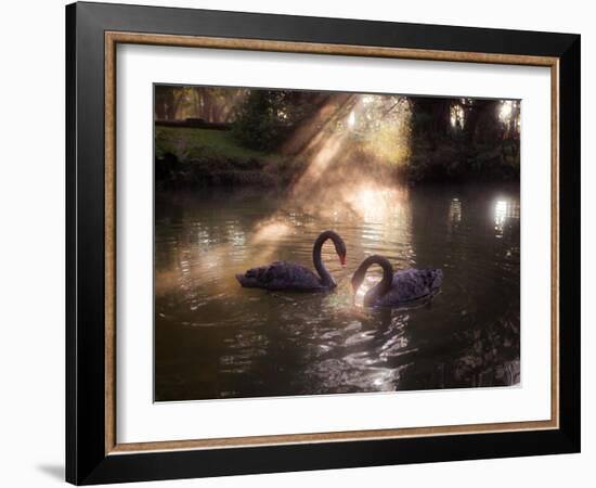 A Pair of Black Swan, Cygnus Atratus, on a Misty Lake in Brazil's Ibirapuera Park-Alex Saberi-Framed Photographic Print