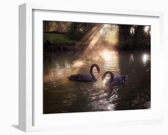 A Pair of Black Swan, Cygnus Atratus, on a Misty Lake in Brazil's Ibirapuera Park-Alex Saberi-Framed Photographic Print