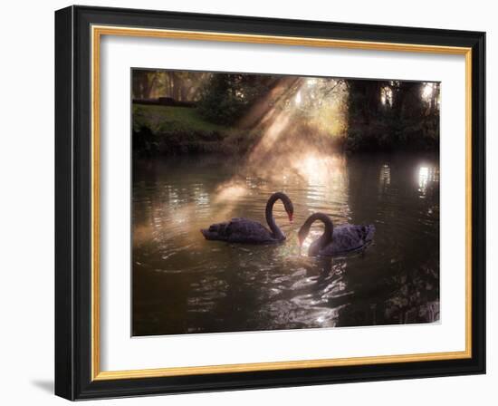 A Pair of Black Swan, Cygnus Atratus, on a Misty Lake in Brazil's Ibirapuera Park-Alex Saberi-Framed Photographic Print