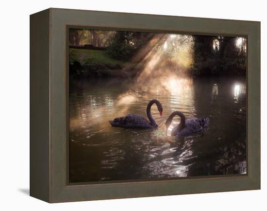 A Pair of Black Swan, Cygnus Atratus, on a Misty Lake in Brazil's Ibirapuera Park-Alex Saberi-Framed Premier Image Canvas