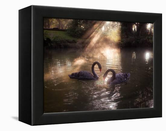 A Pair of Black Swan, Cygnus Atratus, on a Misty Lake in Brazil's Ibirapuera Park-Alex Saberi-Framed Premier Image Canvas