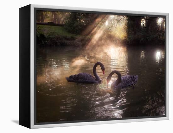 A Pair of Black Swan, Cygnus Atratus, on a Misty Lake in Brazil's Ibirapuera Park-Alex Saberi-Framed Premier Image Canvas