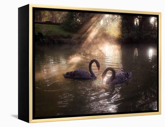 A Pair of Black Swan, Cygnus Atratus, on a Misty Lake in Brazil's Ibirapuera Park-Alex Saberi-Framed Premier Image Canvas