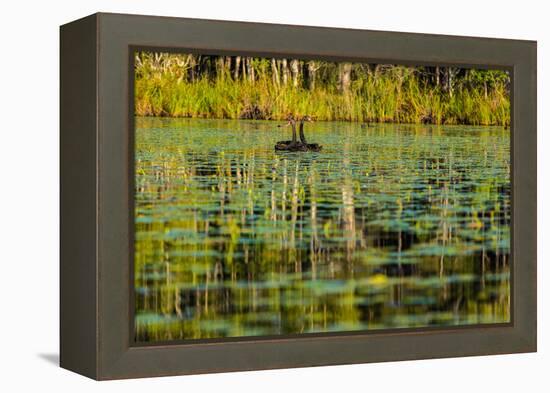 A pair of Black Swans & reflections of Paperbark Trees-Mark A Johnson-Framed Premier Image Canvas