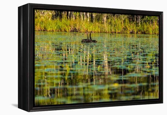 A pair of Black Swans & reflections of Paperbark Trees-Mark A Johnson-Framed Premier Image Canvas