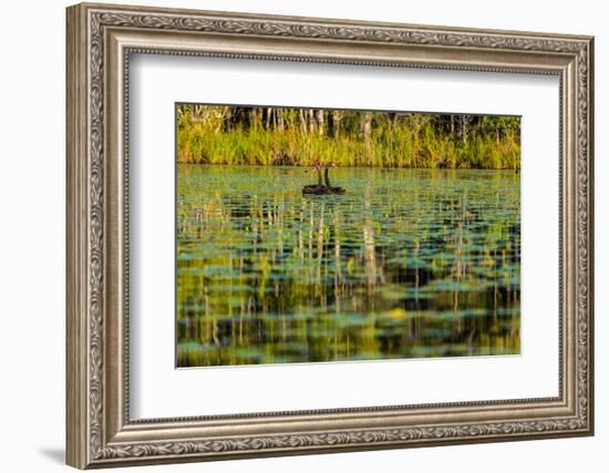 A pair of Black Swans & reflections of Paperbark Trees-Mark A Johnson-Framed Photographic Print