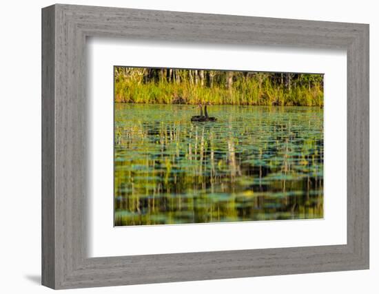 A pair of Black Swans & reflections of Paperbark Trees-Mark A Johnson-Framed Photographic Print