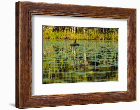 A pair of Black Swans & reflections of Paperbark Trees-Mark A Johnson-Framed Photographic Print