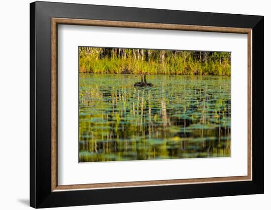 A pair of Black Swans & reflections of Paperbark Trees-Mark A Johnson-Framed Photographic Print