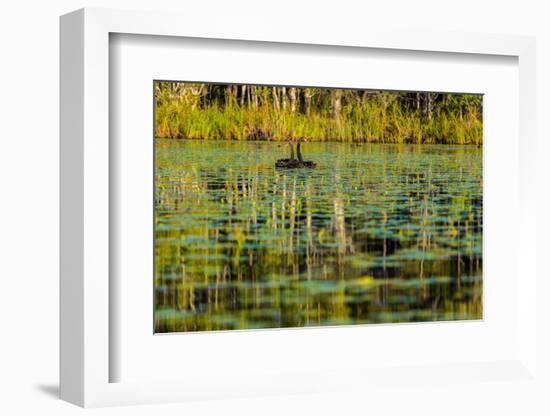 A pair of Black Swans & reflections of Paperbark Trees-Mark A Johnson-Framed Photographic Print