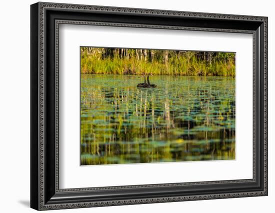 A pair of Black Swans & reflections of Paperbark Trees-Mark A Johnson-Framed Photographic Print